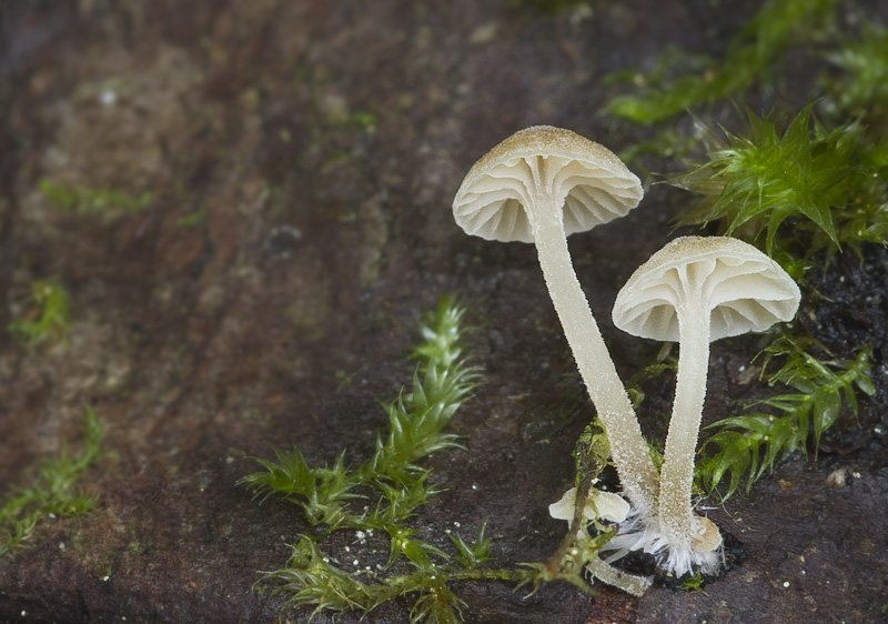 Mycena clavata